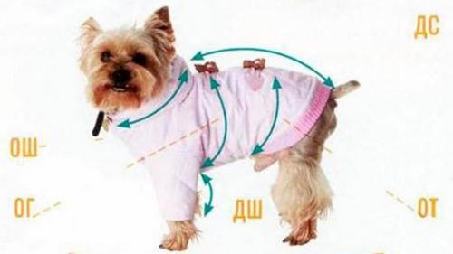 Вязаная одежда для собак схемы. Прогулка в удовольствие — вяжем жилетку для собачки
