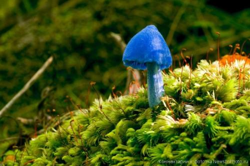 Голубой гриб описание. Голубой гриб