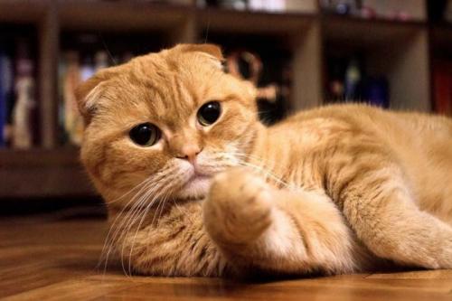 Кот сиамский рыжий. Рыжие кошки: обзор пород и 32 фото