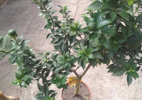 Когда цветет мандарин комнатный. Биологическое описание мандаринового дерева