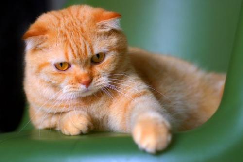 Рыжая сиамская кошка с котенком. 