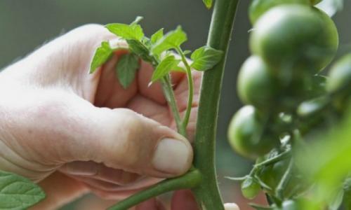 Чем подкормить овощи в августе. Огород в августе: 10 самых важных дел