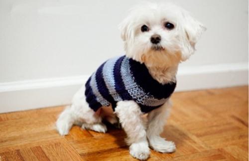 Как связать одежду для маленьких собак. Как связать теплый комбинезон для домашнего питомца без лишних хлопот?