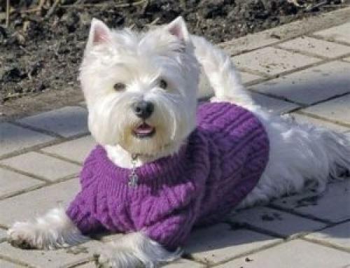 Одежда вязаная на собак. Как связать собаке свитер спицами (для начинающих)
