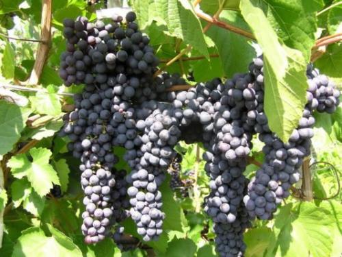 Виноград не требующий укрытия на зиму. Сорта винограда повышенной морозостойкости