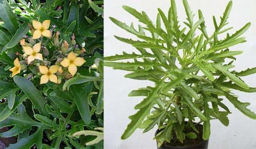 Что можно сделать из каланхоэ в домашних условиях. Как ухаживать за цветущим каланхоэ в домашних условиях.