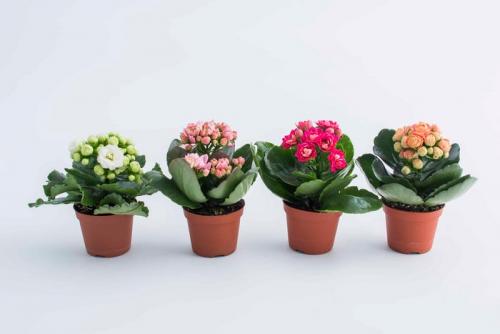 Что можно сделать из каланхоэ в домашних условиях. Как ухаживать за цветущим каланхоэ в домашних условиях.