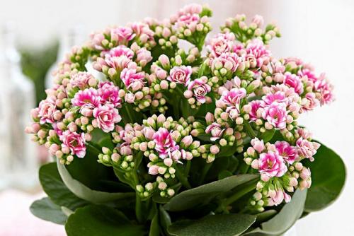 Что можно сделать из каланхоэ в домашних условиях. Как ухаживать за цветущим каланхоэ в домашних условиях.