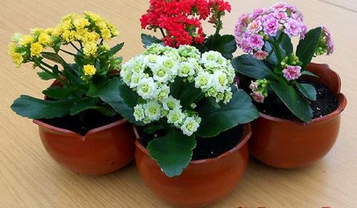 Что можно сделать из каланхоэ в домашних условиях. Как ухаживать за цветущим каланхоэ в домашних условиях.