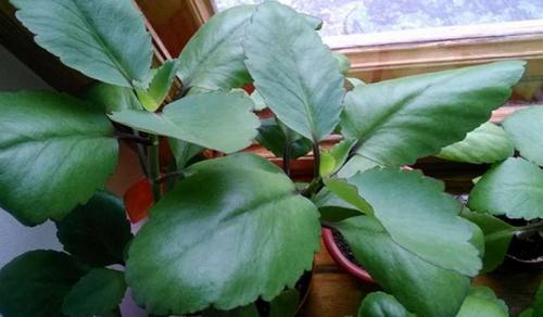 Что можно сделать из каланхоэ в домашних условиях. Как ухаживать за цветущим каланхоэ в домашних условиях.