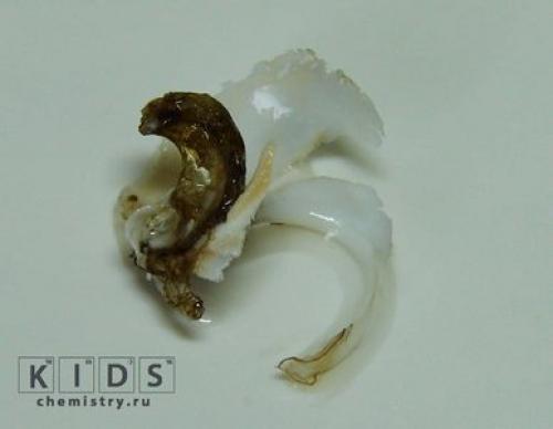 Ракушки, как почистить. Шаги 04 Ракушки, как почистить. Шаги 04