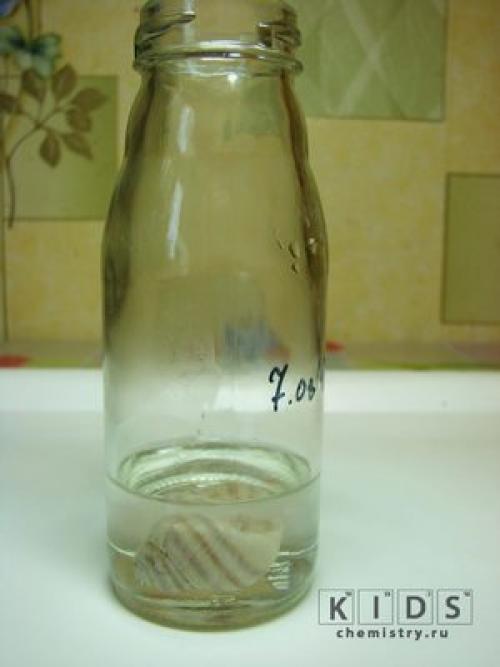 Ракушки, как почистить. Шаги 03 Ракушки, как почистить. Шаги 03