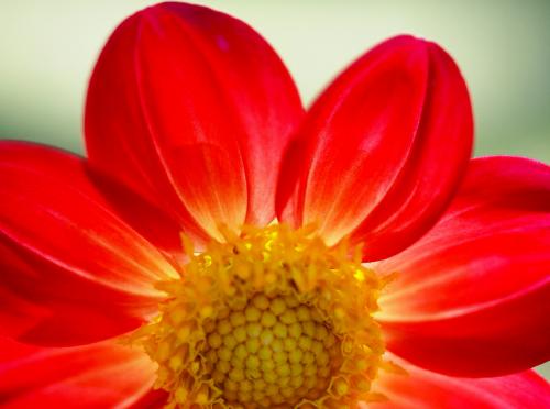 Растения-обереги для каждого знака зодиака. Огненные знаки