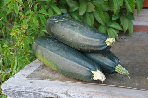 Рагу из сушеных кабачков. Сушеные кабачки , которые аукнулись в Италии, а откликнулись в России