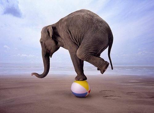 Характер человека по любимому животному. Кошки и собаки 28 Характер человека по любимому животному. Кошки и собаки 28