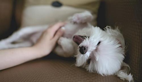 Характер человека по любимому животному. Кошки и собаки