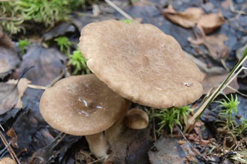 Гриб голубой википедия. Небесно-голубой гриб 21