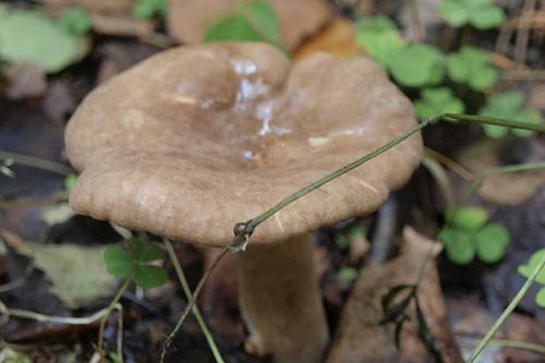 Гриб голубой википедия. Небесно-голубой гриб 22