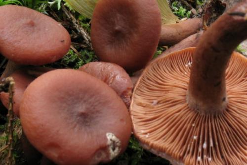 Гриб голубой википедия. Небесно-голубой гриб 19