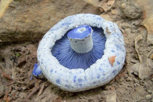 Млечник голубой интересные факты. Млечник голубой – яркая сыроежка: описание, фото