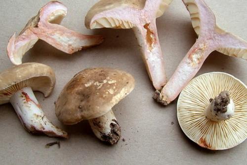 Гриб голубой википедия. Небесно-голубой гриб 23