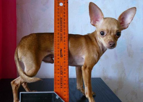 Вязание одежды для собак для начинающих. Как снять мерки с собаки для комбинезона, свитера, платья, попонки и построить выкройку?