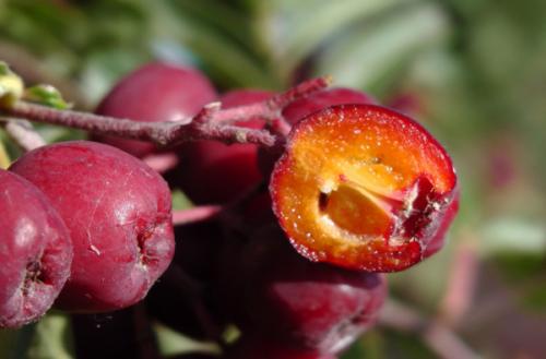 Рябина Гранатная в ландшафтном дизайне. Рябина Гранатная. Описание сорта, фото, отзывы