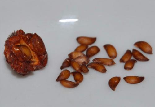 Рябина Гранатная в ландшафтном дизайне. Рябина Гранатная. Описание сорта, фото, отзывы