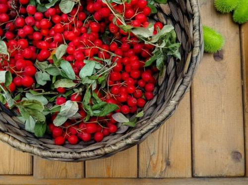 Варенье из красной рябины польза. Заготовьте варенье из красной рябины — польза и вред изумительного лакомства