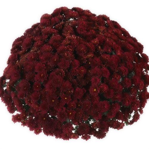 Как ускорить цветение хризантем мультифлора. Выращивание хризантем мультифлора: правила посадки и ухода