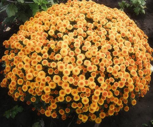 Как ускорить цветение хризантем мультифлора. Выращивание хризантем мультифлора: правила посадки и ухода