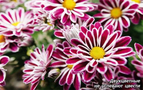 Как заставить цвести хризантемы раньше. Выбор места, почвы и посадочного материала 06 Как заставить цвести хризантемы раньше. Выбор места, почвы и посадочного материала 06