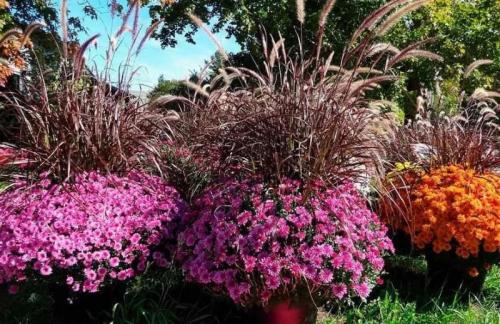 Как заставить цвести хризантемы раньше. Выбор места, почвы и посадочного материала 04 Как заставить цвести хризантемы раньше. Выбор места, почвы и посадочного материала 04