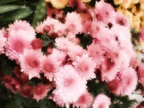 Как ускорить цветение хризантем мультифлора. Выращивание хризантем мультифлора: правила посадки и ухода