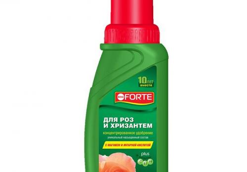 Стимуляторы цветения хризантем. Плохой свет и недостаток питательных веществ: почему хризантема тянется вверх и не цветет