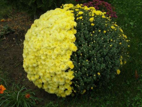 Как заставить цвести хризантемы раньше. Выбор места, почвы и посадочного материала 02 Как заставить цвести хризантемы раньше. Выбор места, почвы и посадочного материала 02