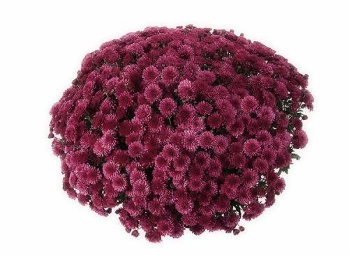 Как ускорить цветение хризантем мультифлора. Выращивание хризантем мультифлора: правила посадки и ухода