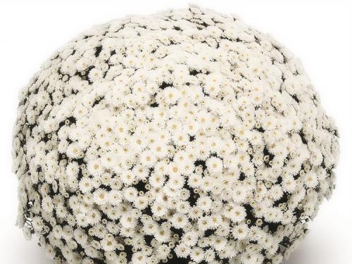 Как ускорить цветение хризантем мультифлора. Выращивание хризантем мультифлора: правила посадки и ухода