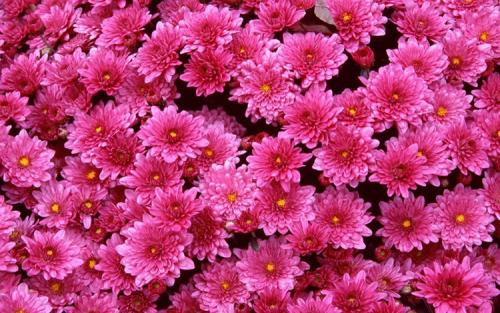 Как ускорить цветение хризантем мультифлора. Выращивание хризантем мультифлора: правила посадки и ухода