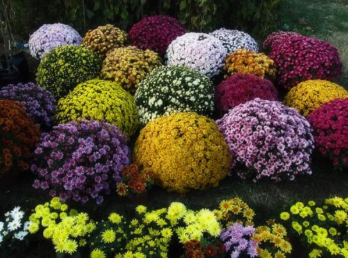 Как ускорить цветение хризантем мультифлора. Выращивание хризантем мультифлора: правила посадки и ухода