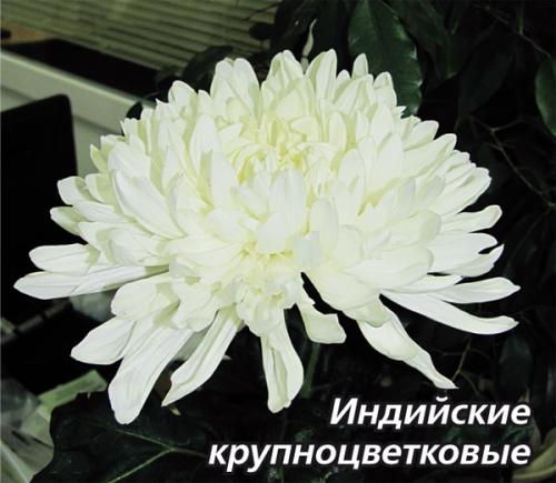 Как заставить цвести хризантемы раньше. Выбор места, почвы и посадочного материала 08 Как заставить цвести хризантемы раньше. Выбор места, почвы и посадочного материала 08
