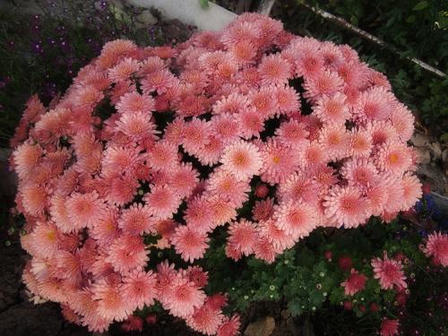 Как ускорить цветение хризантем мультифлора. Выращивание хризантем мультифлора: правила посадки и ухода