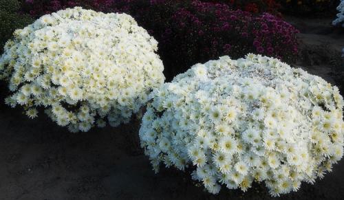 Как ускорить цветение хризантем мультифлора. Выращивание хризантем мультифлора: правила посадки и ухода