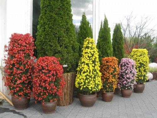 Как заставить цвести хризантемы раньше. Выбор места, почвы и посадочного материала 03 Как заставить цвести хризантемы раньше. Выбор места, почвы и посадочного материала 03