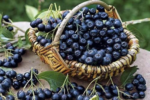 Черноплодная рябина на зиму. Рецепты для заготовки черноплодной рябины на зиму