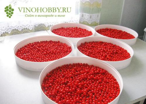 Вино из рябины. Оригинальный напиток – вино из рябины в домашних условиях