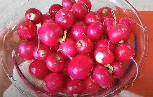 Маринованный редис по-корейски. Маринованная редиска — рецепты на зиму в банке, быстрого приготовления, по-корейски