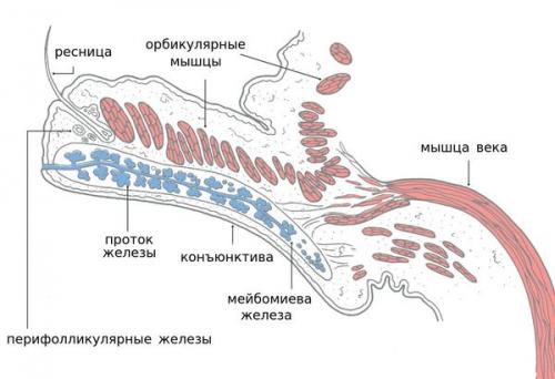 Чешутся глаза и веки. Глаза чешутся и слезятся: причины зуда 09 Чешутся глаза и веки. Глаза чешутся и слезятся: причины зуда 09