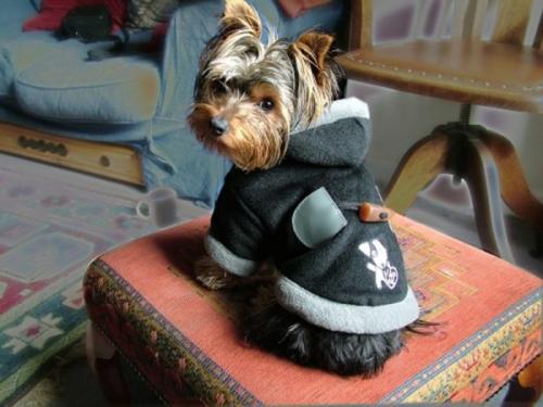 Можно ли шить свитер для питомца самостоятельно. Одежда для собак своими руками выкройки