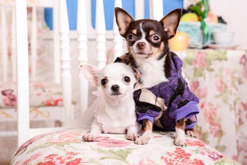 Какие материалы лучше всего использовать для одежды чихуахуа. Одежда для чихуахуа — для щенков, девочек и мальчиков